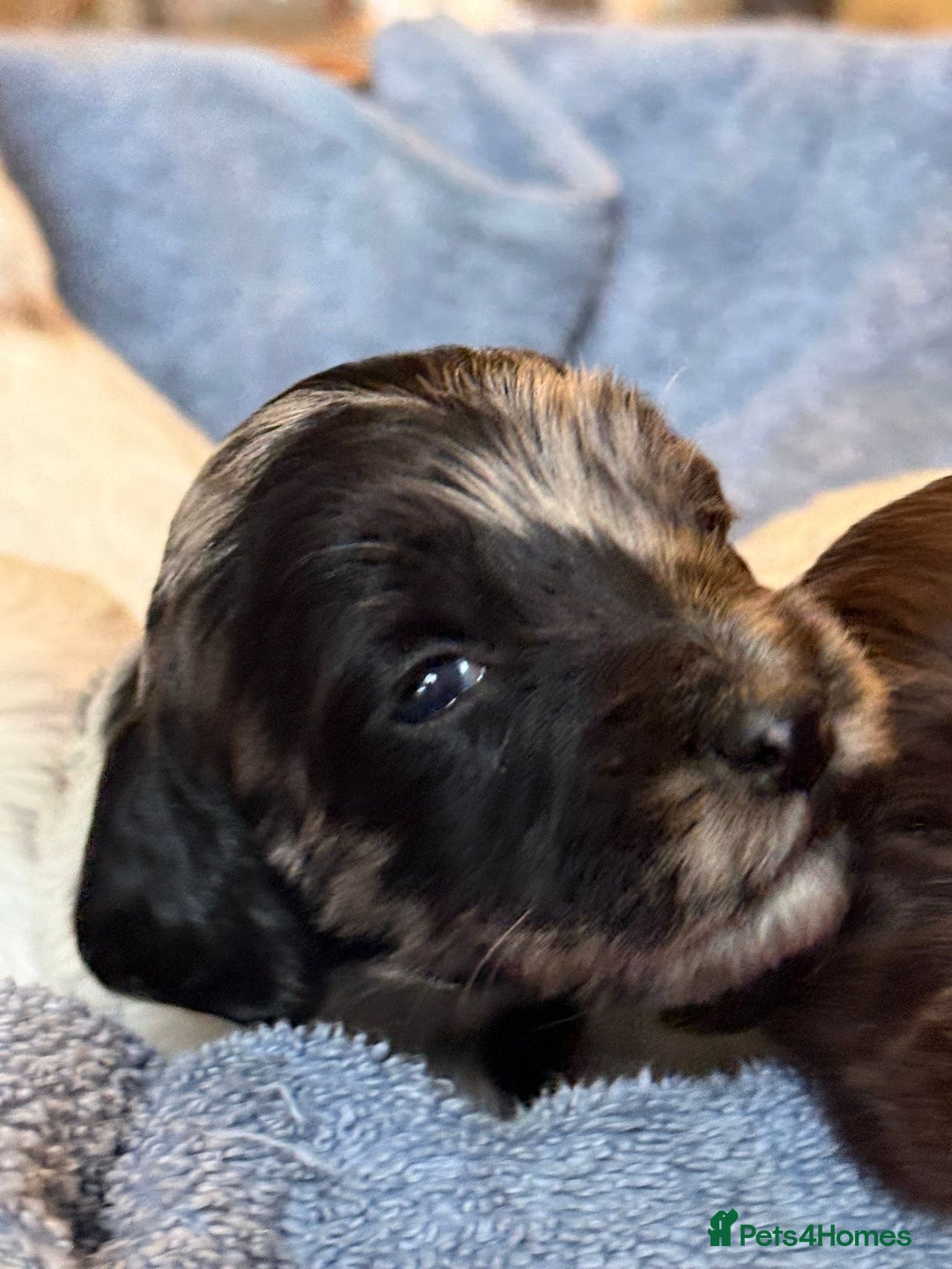 Sproodle dogs for sale: Merle F1 Sproodles 5⭐️Licenced Breeder full DNA - Advert 12