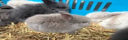 Lionhead rabbits for sale: Double mane lion lead bunny’s for sale  - Advert 7