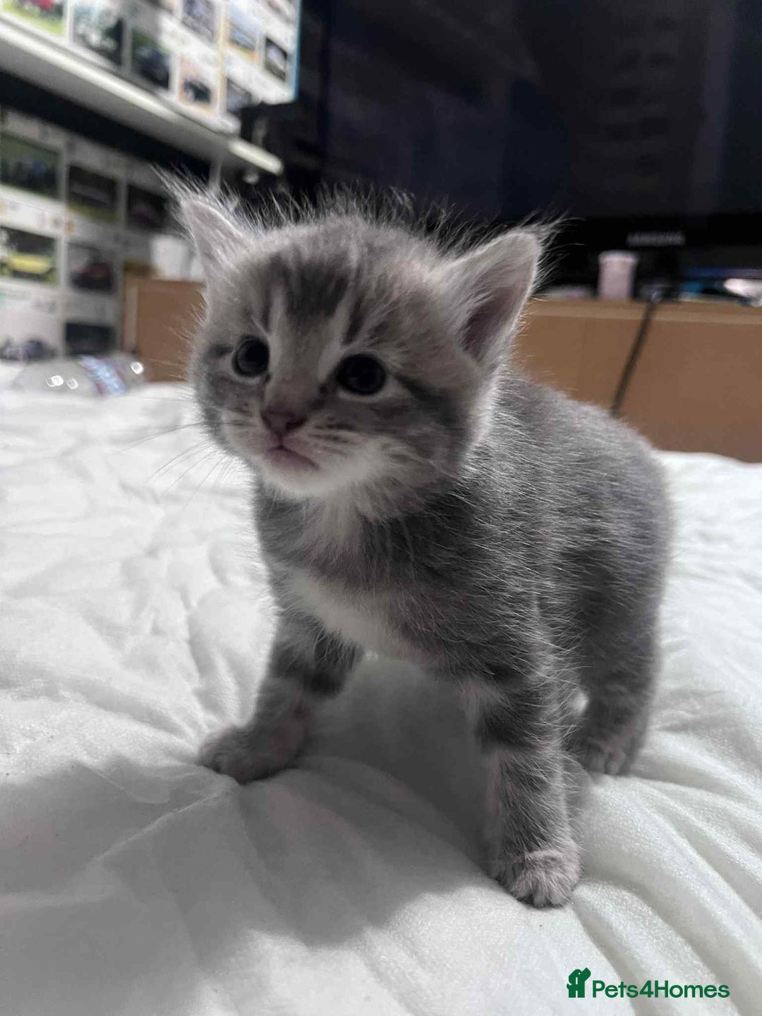 Mixed Breed cats for sale: Kittens for sale - Image 9