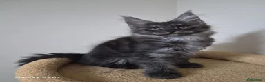 Maine Coon 1
