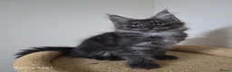 Maine Coon cats for sale: Registered and Licensed cattery - Advert 22