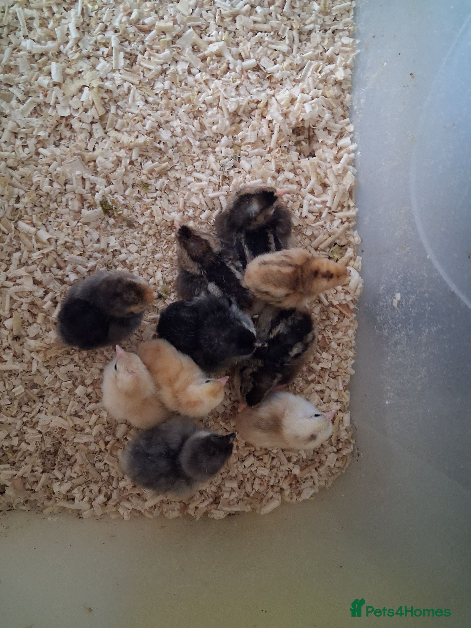 Mixed Breed poultry Updated 13th july.Various breeds available read me - Advert 7