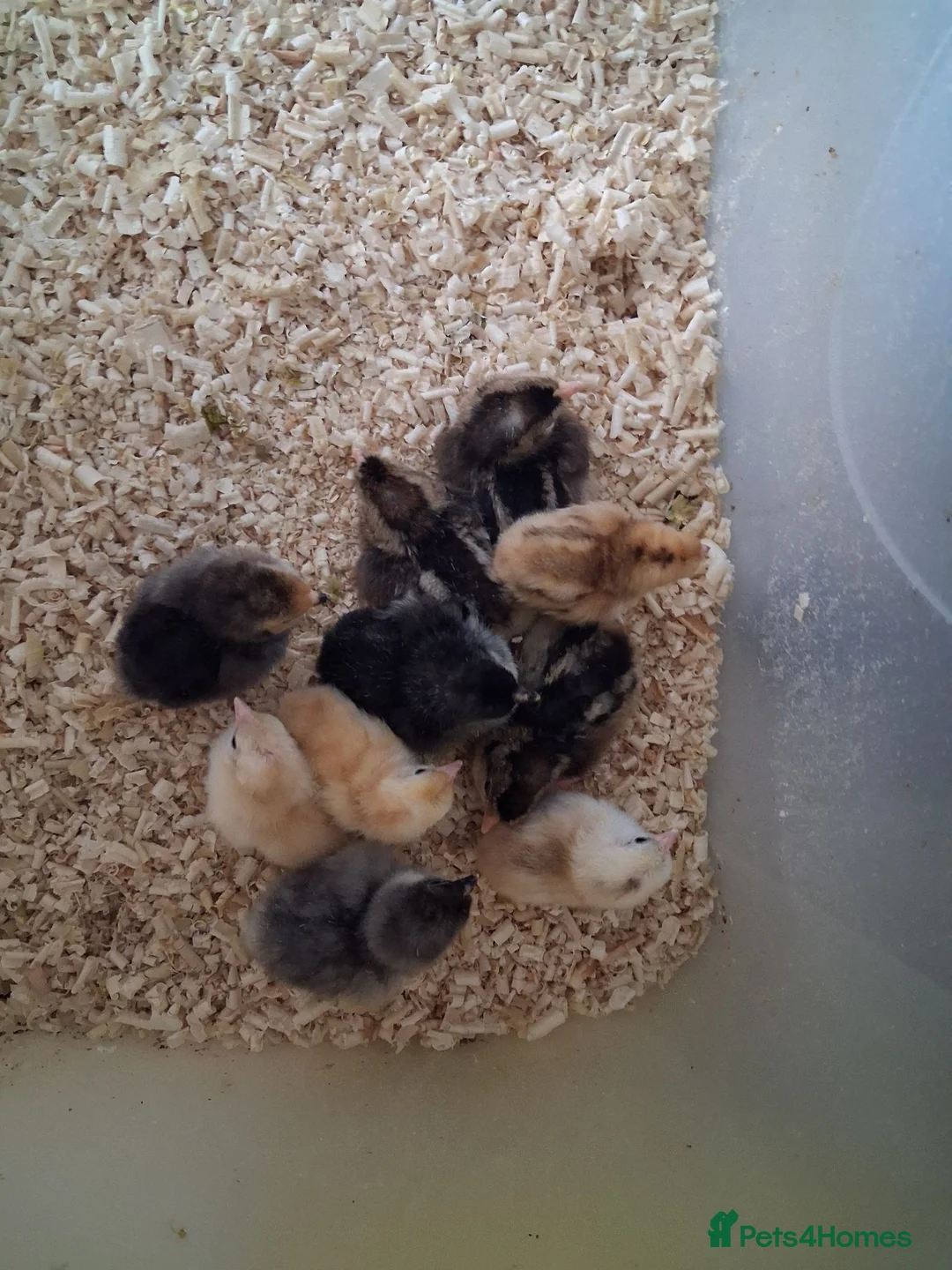 Mixed Breed poultry for sale: Updated 13th july.Various breeds available read me - Advert 1