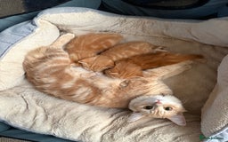 Mixed Breed cats for sale: Adorable fluffy ginger kittens  - Image 10