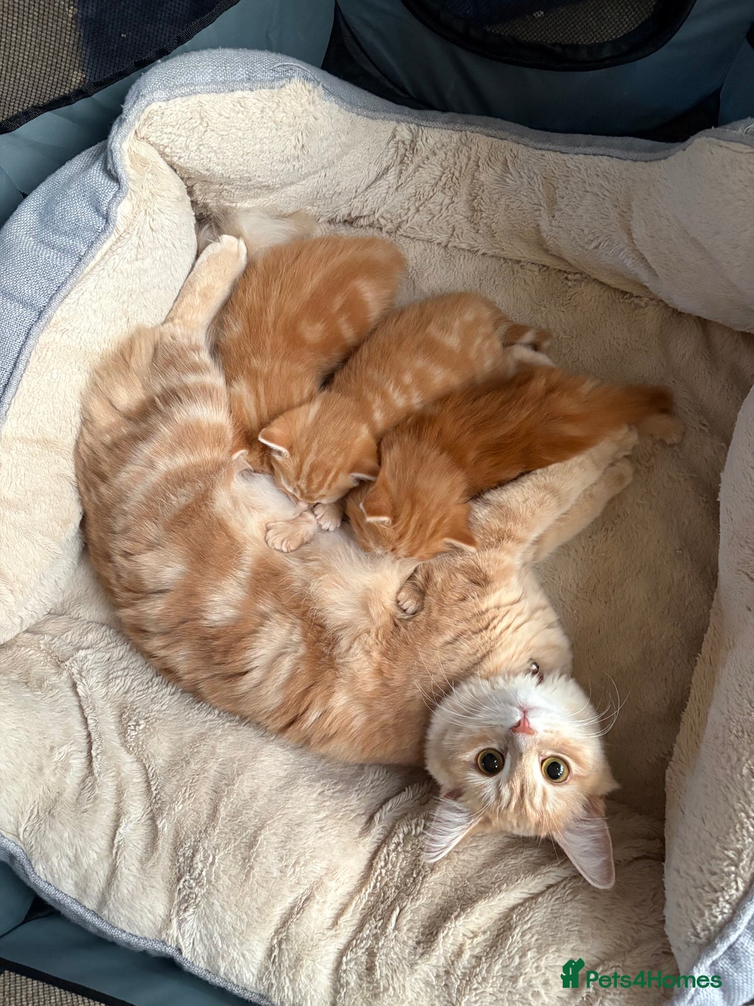 Mixed Breed cats for sale: Adorable fluffy ginger kittens  - Image 10
