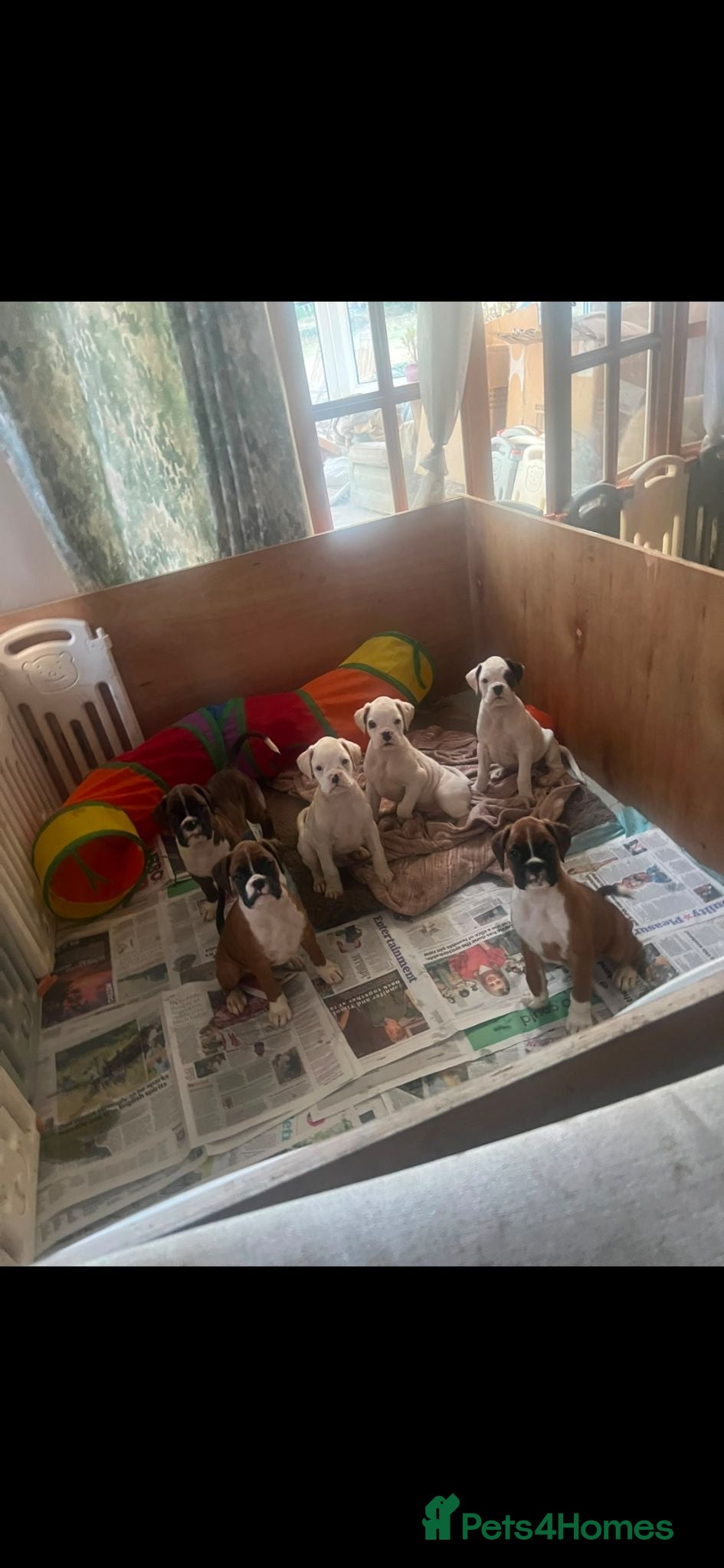 Boxer dogs Beutiful litter of boxer puppies  - Advert 8