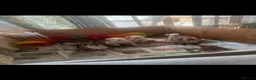 Boxer dogs for sale: Beutiful litter of boxer puppies  - Advert 9