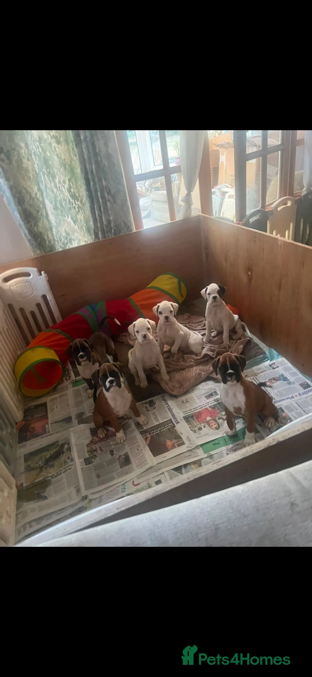 Boxer dogs for sale: Beutiful litter of boxer puppies  - Advert 1