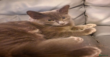Mixed Breed cats - Advert 15
