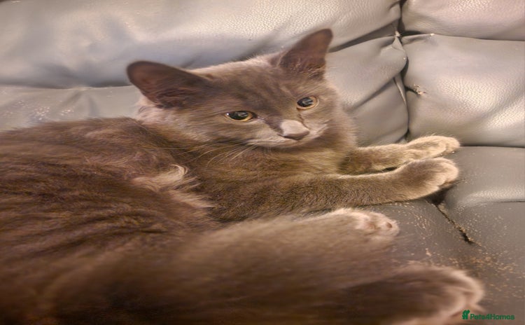 Mixed Breed cats - Advert 3
