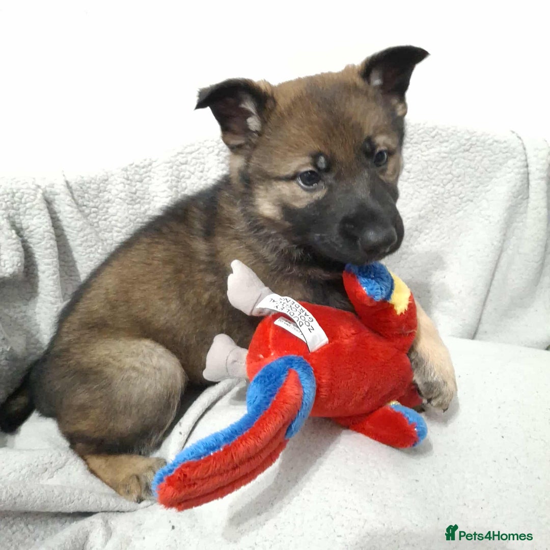 German Shepherd dogs for sale: BEAUTIFUL SABLE GERMAN SHEPHERD PUPS - Image 8