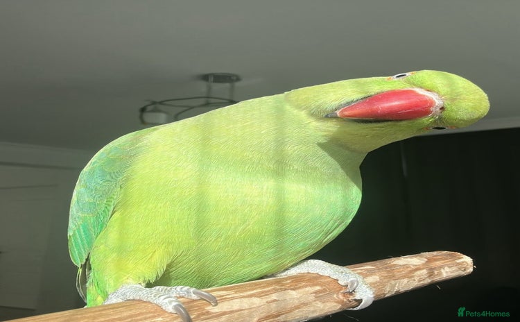 Parrots birds - Advert 1
