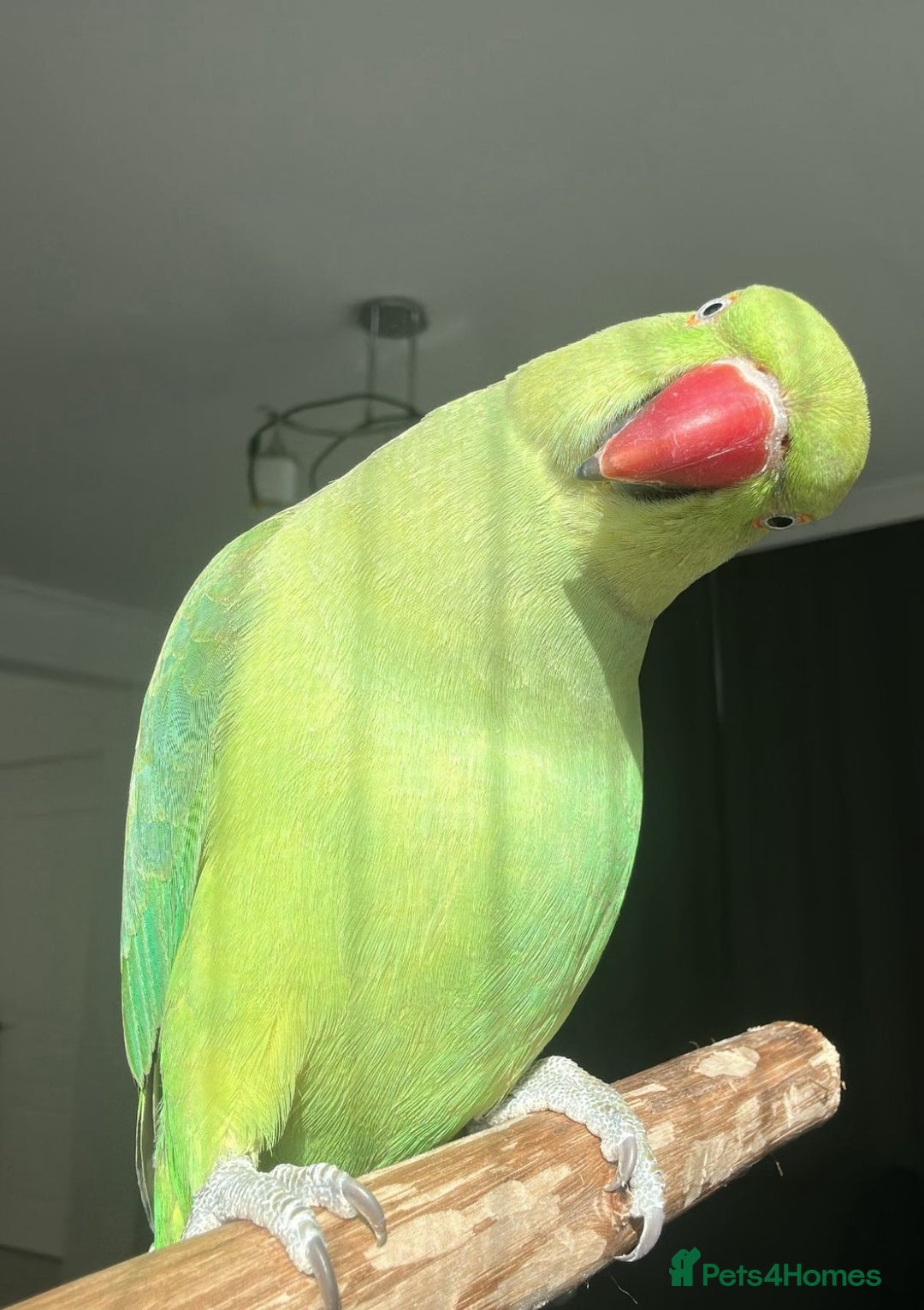 Parrots birds for sale: Baby ring neck talking parrot   - Image 1