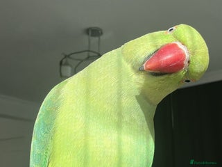 Parrots birds - Advert 12