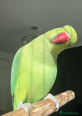 Parrots birds - Advert 16
