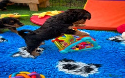 Airedale Terrier dogs for sale: ⭐️⭐️FAMILY REARED KC AIREDALE PUPS⭐️⭐️ - Image 22