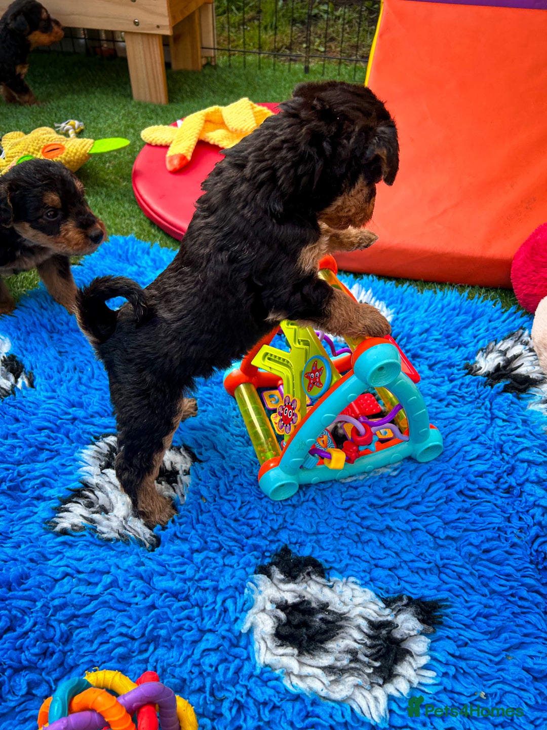 Airedale Terrier dogs for sale: ⭐️⭐️FAMILY REARED KC AIREDALE PUPS⭐️⭐️ - Image 22