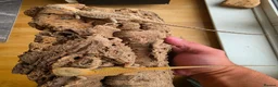 Bearded Dragon reptiles for sale: Baby Bearded Dragon  in Edinburgh - Advert 6
