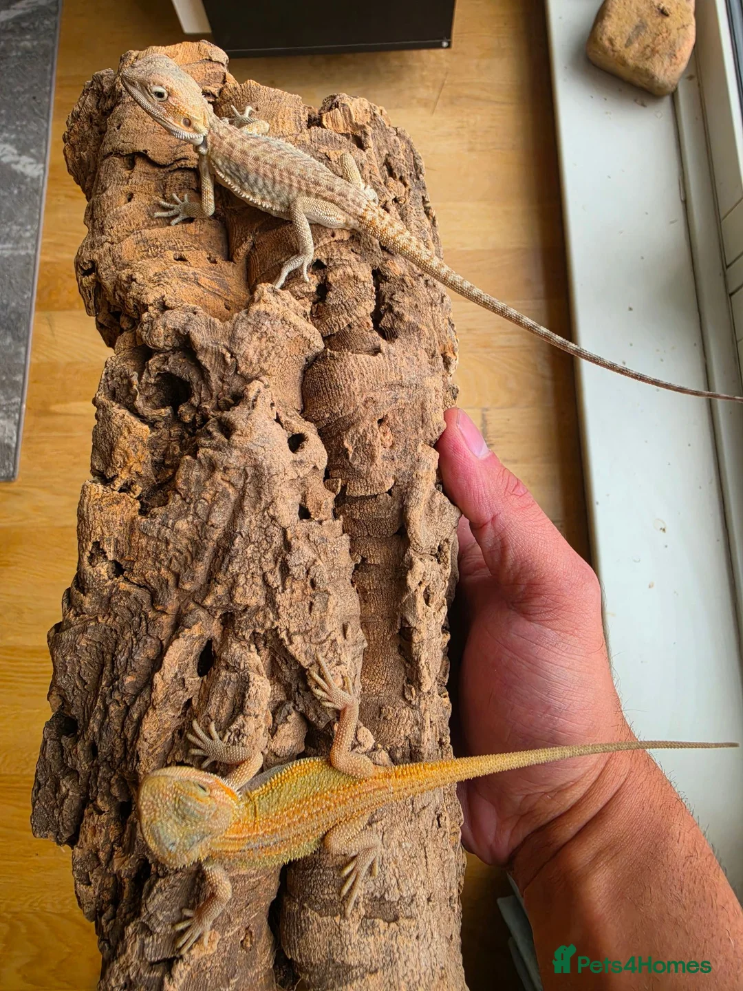 Bearded Dragon reptiles for sale: Baby Bearded Dragon  in Edinburgh - Advert 6