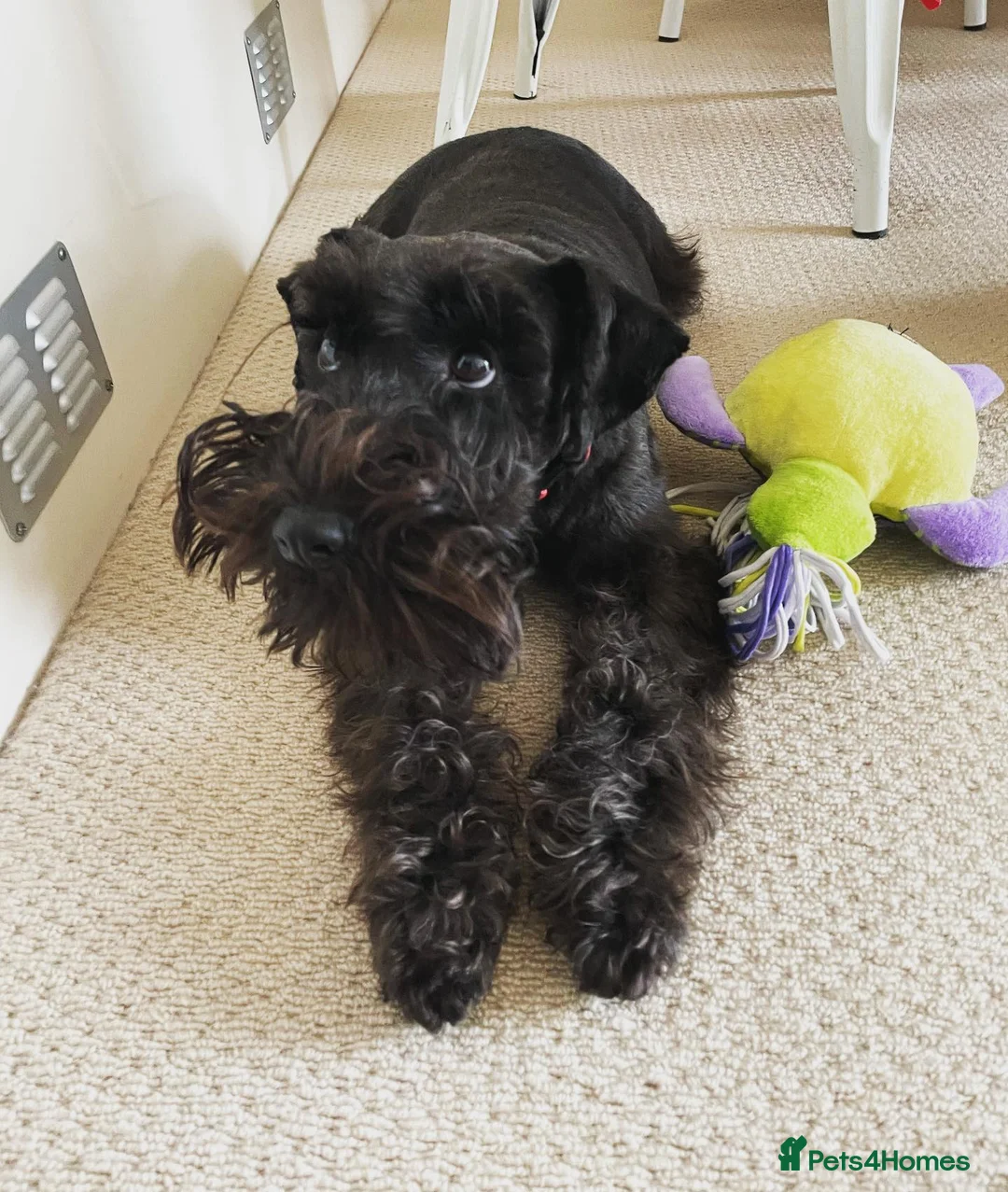 Miniature Schnauzer dogs for sale: Cute Miniature Schnauzer Puppy  - Advert 4