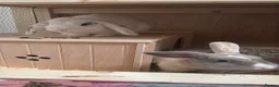 English Lop rabbits for sale: 2 female rabbits  - Advert 6