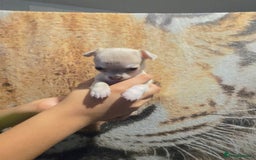 Chihuahua dogs for sale: Gorgeous Chihuahua Puppies Looking 4 Forever Homes - Image 22