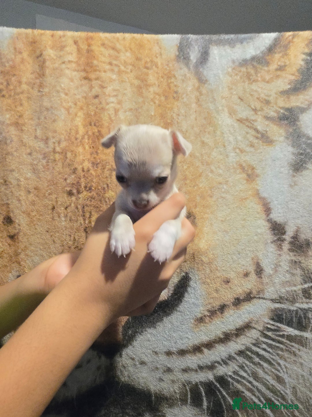 Chihuahua dogs for sale: Gorgeous Chihuahua Puppies Looking 4 Forever Homes - Image 22