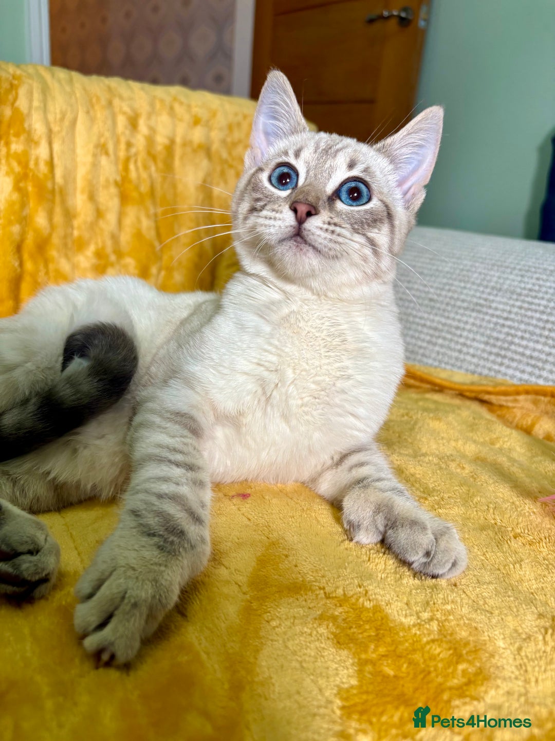 Bengal cats for sale: Breathtaking rare polydactyl snow leopard  - Advert 31