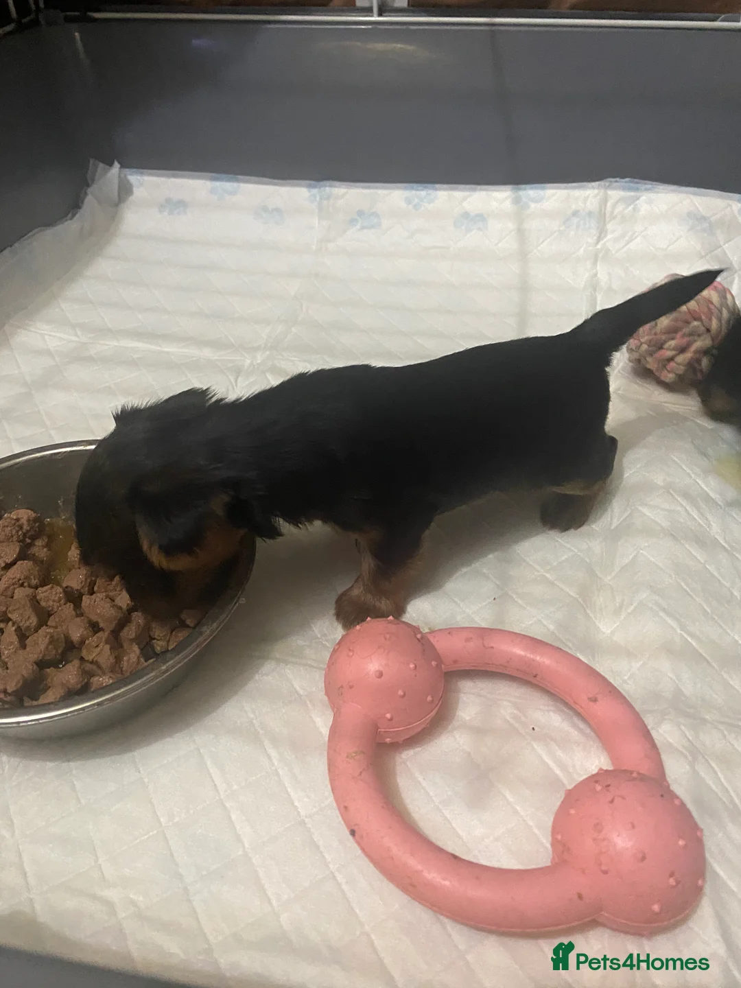 Yorkshire Terrier dogs for sale: 4 Stunning Minature Yorkshire terriers for sale  - Advert 26