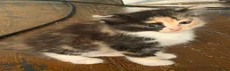 Mixed Breed cats for sale: 6 beautiful kittens  - Advert 3