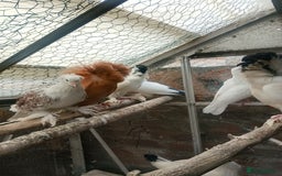 Pigeons birds for sale: Pigeon for sale - Image 6