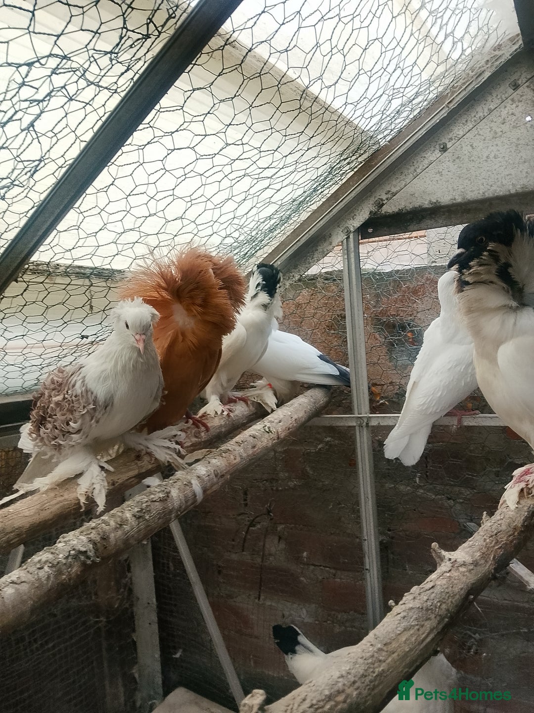 Pigeons birds for sale: Pigeon for sale - Image 6