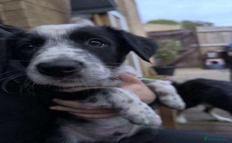 Border Collie dogs - Advert 4