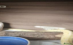 Python Snake reptiles for sale: Ball pythons for sale - Image 7
