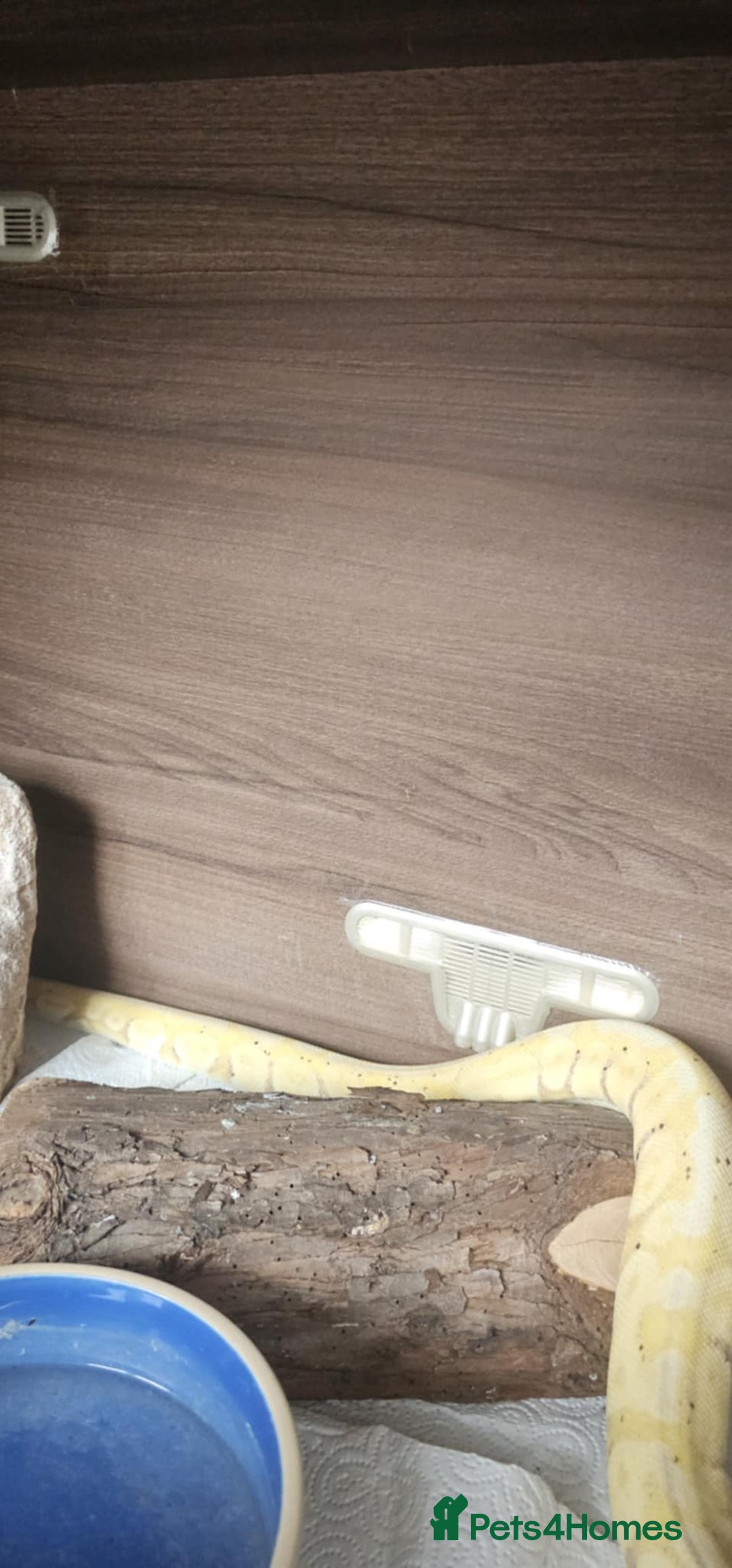 Python Snake reptiles for sale: Ball pythons for sale - Image 7