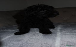 Toy Poodle dogs for sale: Toy poodle puppy - Image 14