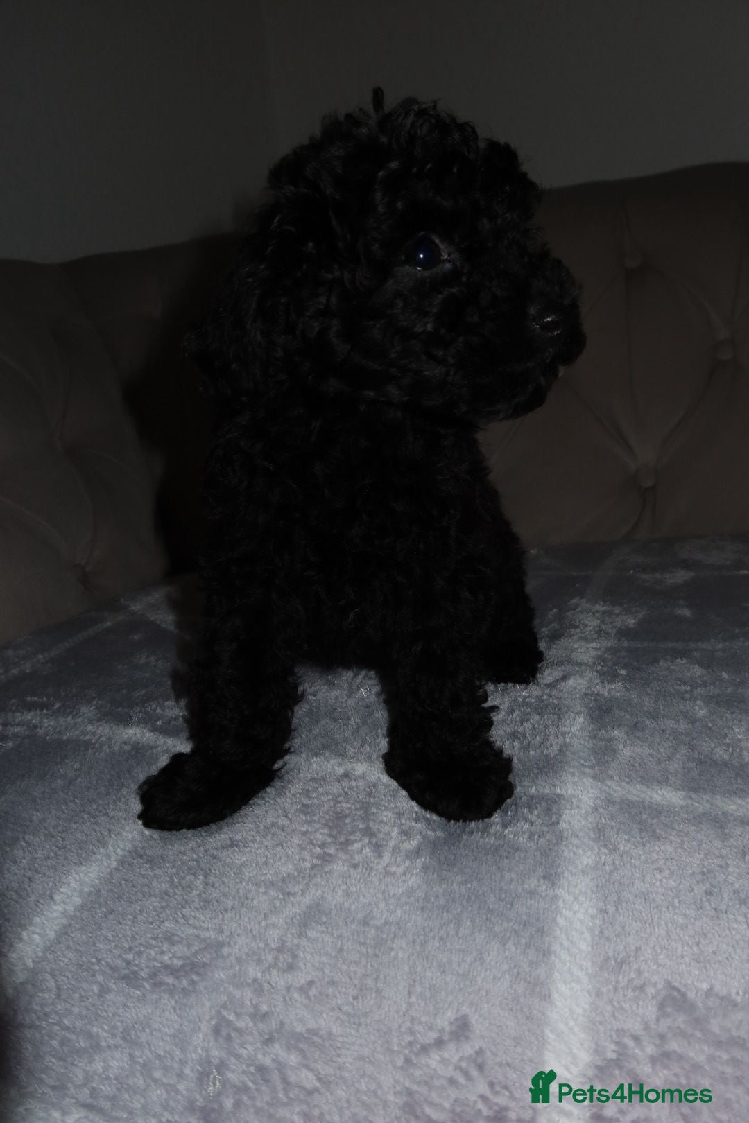 Toy Poodle dogs for sale: Toy poodle puppy - Image 14