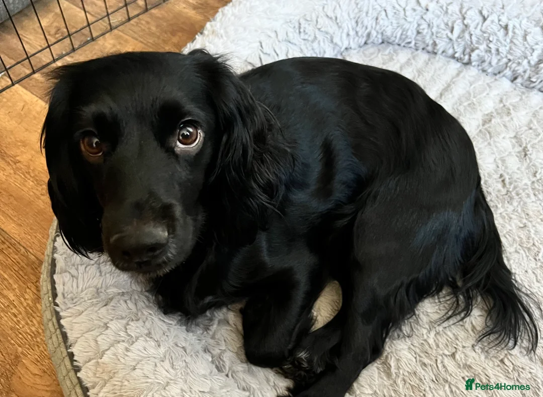 Cockapoo dogs for sale: 4 beautiful cockapoo puppies  - Advert 2