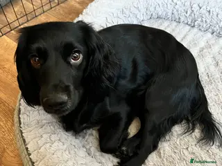 Cockapoo dogs 4 beautiful cockapoo puppies - Advert 1