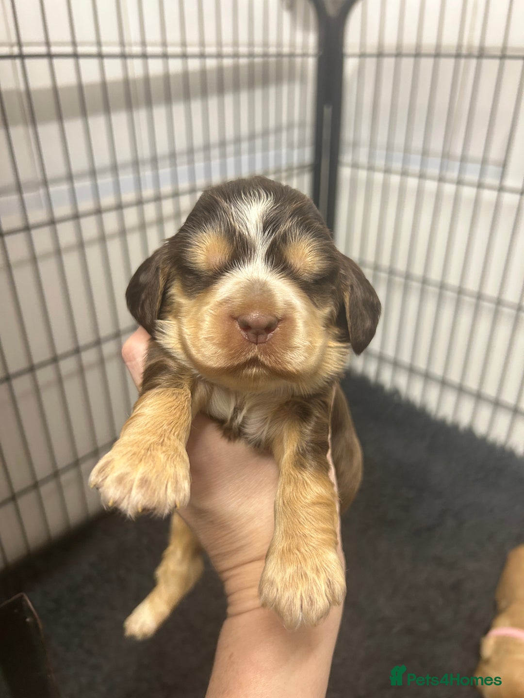 Cocker Spaniel dogs for sale: New litter of quality KC show cocker spaniels  - Advert 5