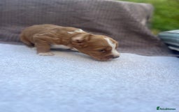 Cocker Spaniel dogs for sale: Working Cocker Spaniel Puppies  - Image 9