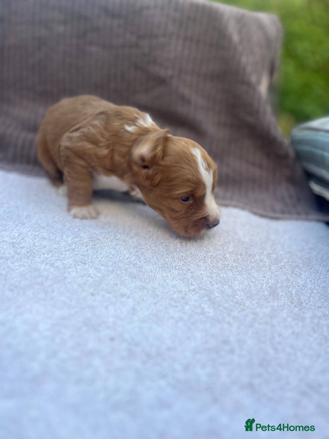 Cocker Spaniel dogs for sale: Working Cocker Spaniel Puppies  - Image 9