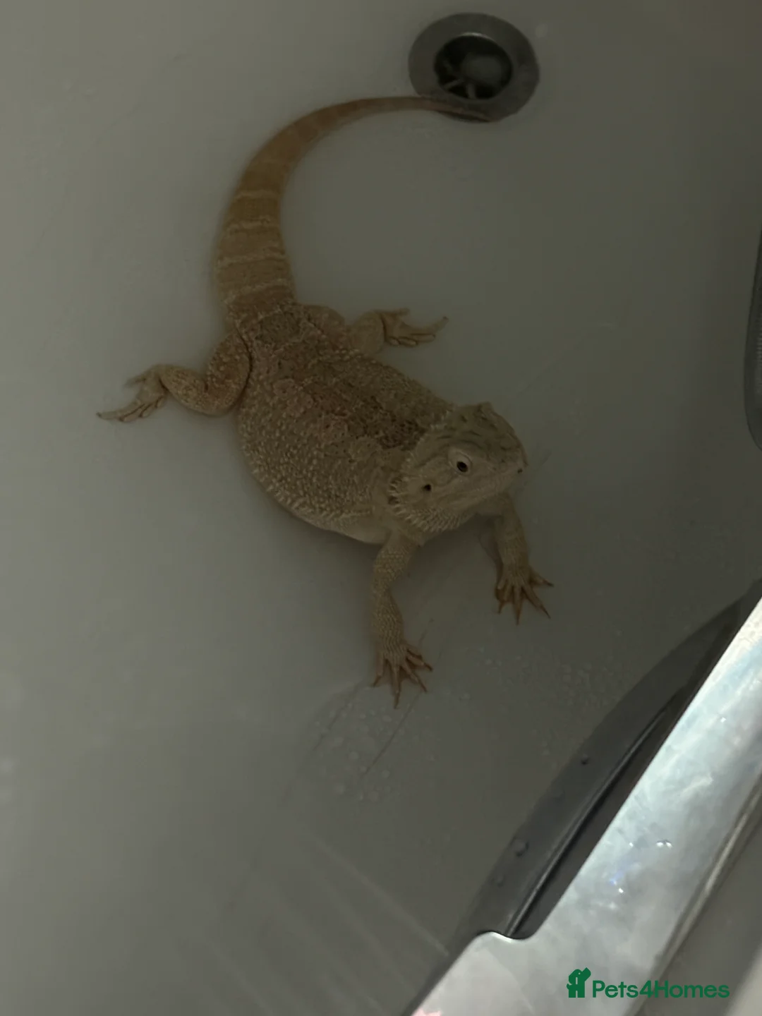 Bearded Dragon reptiles for sale: Gorgeous bearded dragon.  - Advert 2