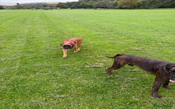 Boxer dogs for sale: Beautiful girl deserves the world 8 months old - Image 4