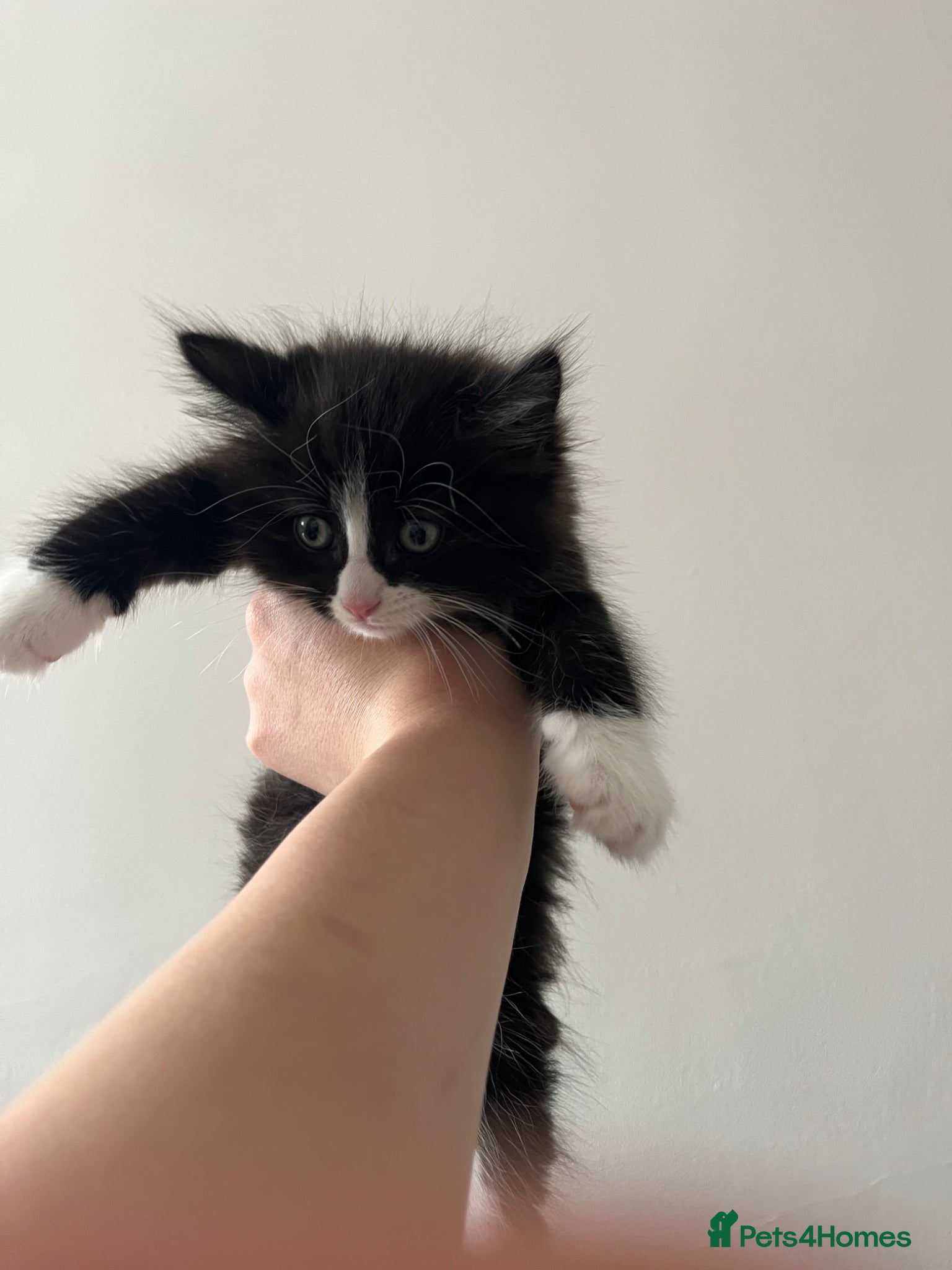 Ragdoll cats for sale: URGENT REHOME 8 week old male kitten half ragdoll in Consett - Advert 4