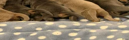 Miniature Dachshund dogs for sale: Miniature short haired dachshund - Advert 11