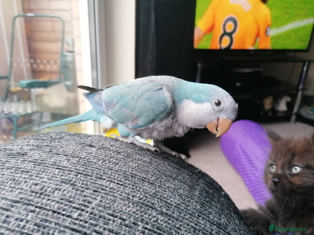 Parrots birds for sale: Quaker parrot  - Image 3
