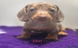 Miniature Dachshund dogs for sale: ⭐️🦋⭐️MINI MINIATURE DACHSHUNDS READY NOW ⭐️🦋⭐️ - Image 6