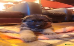 German Shepherd dogs for sale: German shepherd pups for sale  - Image 17