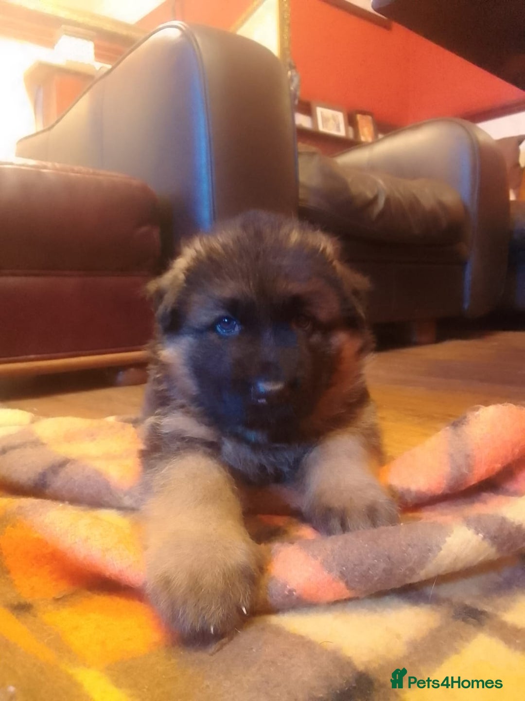 German Shepherd dogs for sale: German shepherd pups for sale  - Image 17